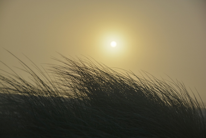 sunset between dunes grass 
